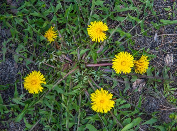 istock Top view of blooming and closed dandelion buds. 1489550464