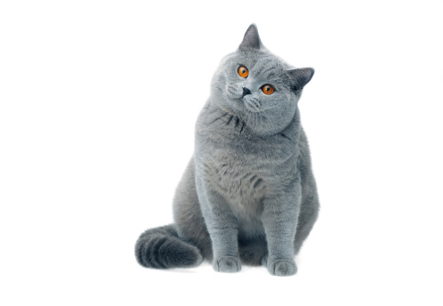 British shorthair cat portrait behind tulle