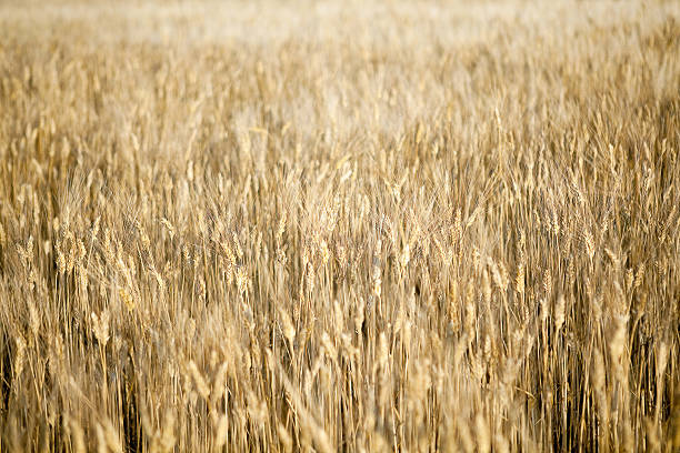 istock Golden field of wheat 148955385