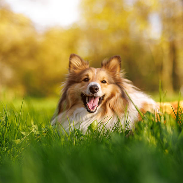 Shetland Sheepdog in the green meadow