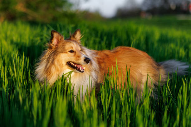 istock Sheltie - shetland sheepdog on the green grass meadow. 1489554372