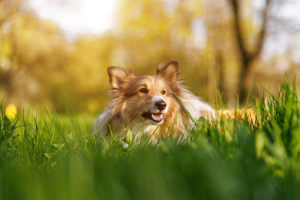 istock Sheltie - shetland sheepdog on the green grass meadow. 1489554375