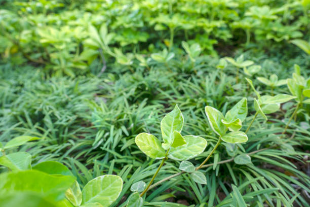 Beautiful ground cover plants. Focus on vines with spotted leaves. Background plants Ophiopogon japonicus Ker.f.nanus fort.