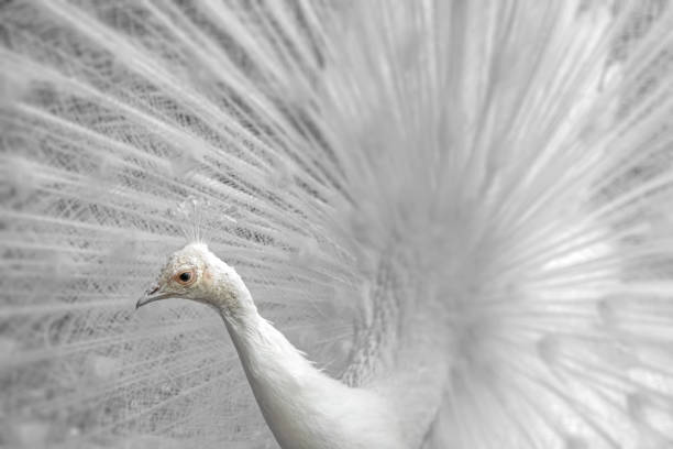 istock Close-up of a peacock with a spread tail. 1489556526