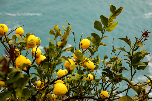 Lemons grow on the Italian shore. Turquoise sea in the background