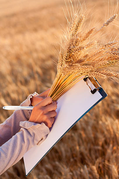 istock Empty paperwork, pen and golden ears wheat in women's hands 148955773