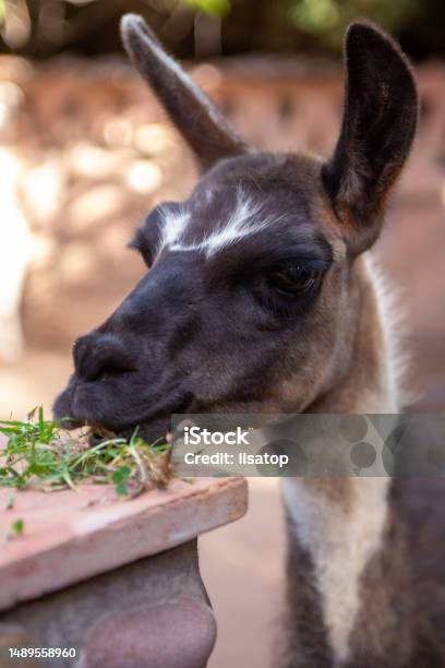 Alpacca Eating Grass Stock Photo - Download Image Now - Alpaca, Andes, Animal