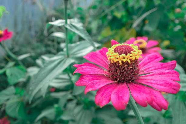 Pink zinnia flower