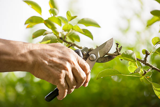 hand pruning tree with pair of secateurs - snoeien stockfoto's en -beelden