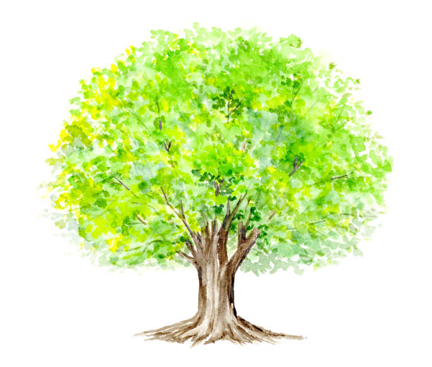 150+ Single Tree Spring Illustrations - iStock