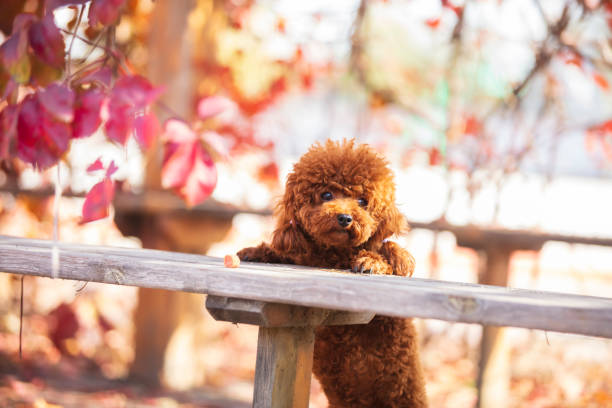 istock A toy poodle in autumn 1489562420