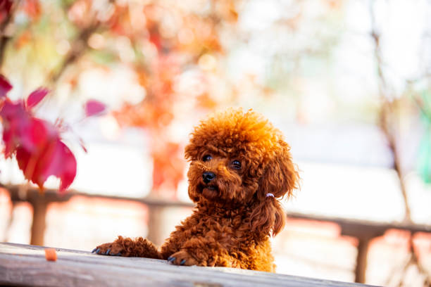 istock A toy poodle in autumn 1489562451