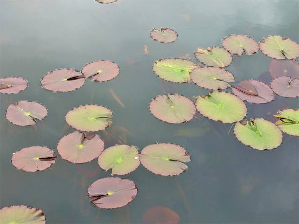 istock Water lilies in a still pond 1489564225