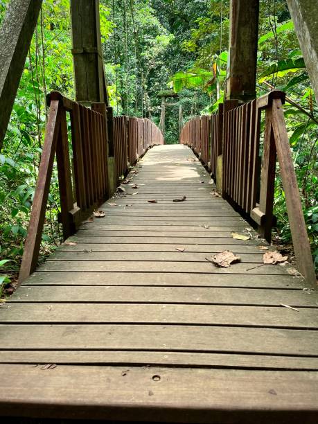 istock Wooden suspension bridge 1489565158