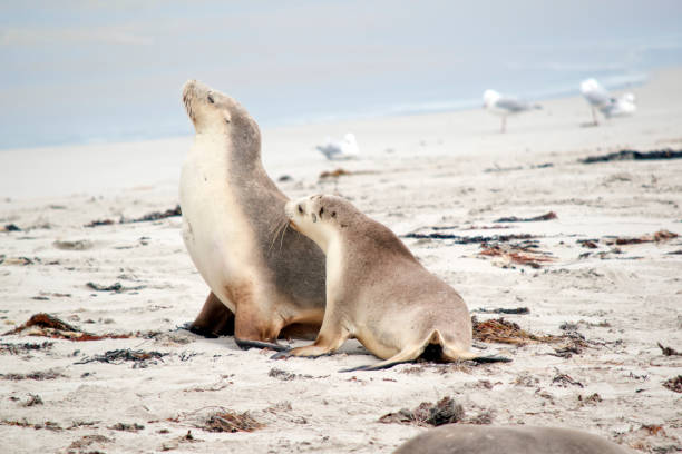 istock this is a cub and its mum on the beach 1489565243