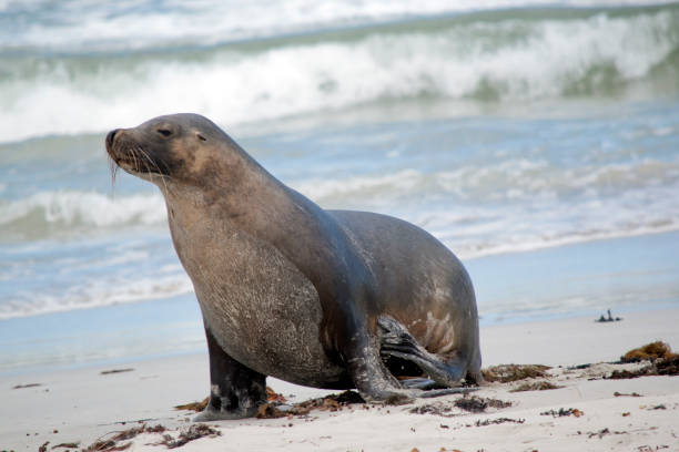istock this is a young male sea lion 1489565473