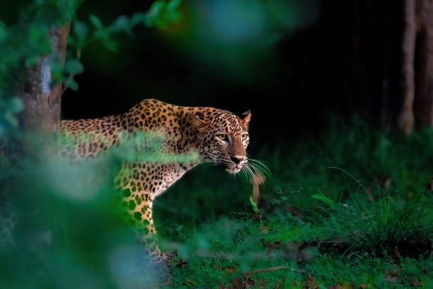 leopard en sri lanka - leopardo fotografías e imágenes de stock