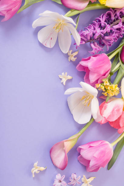 istock multicolored spring flowers on  purple background 1489567523