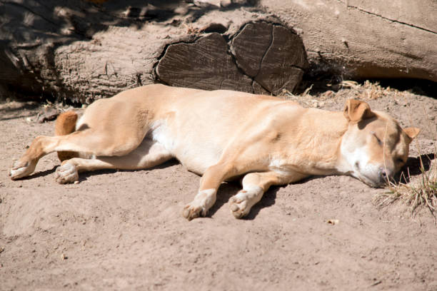 istock the golden dingo is sleeping in the dirt 1489568995