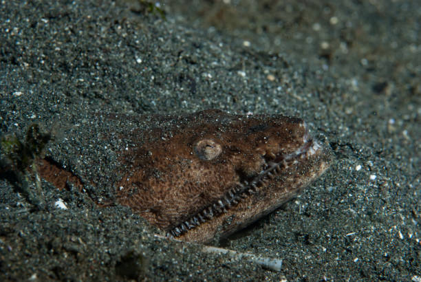 istock Stargazer Snake Eel Brachysomophis cirrocheilos 1489569043