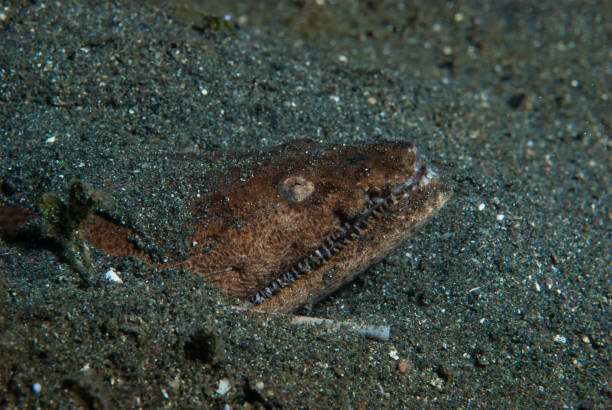 istock Stargazer Snake Eel Brachysomophis cirrocheilos 1489569047