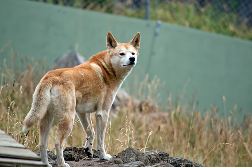 Dingoes are naturally lean like a greyhound, with large ears permanently pricked and tails often marked with a white tip.