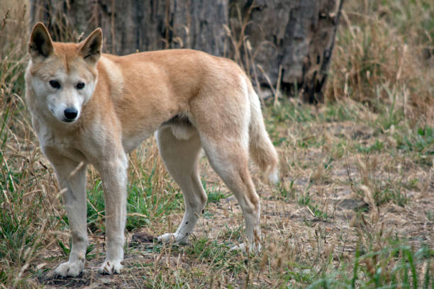 istock the golden dingo is looking out for danger 1489569060