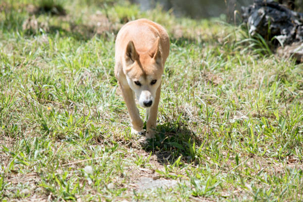 istock the golden dingo was chasing a grasshopper 1489569110