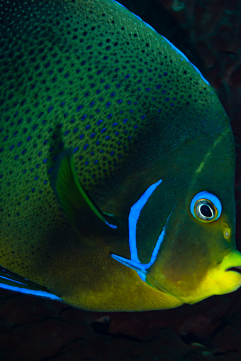 The Semicircle Angelfish (Pomacanthus semicirculatus) is a stunning marine species found in the tropical waters of the Indo-Pacific region. This angelfish is renowned for its striking appearance, featuring a vibrant mix of colors and patterns. Its body is predominantly dark blue or purple, adorned with bold yellow markings and a distinct semicircular band that spans across its body. The Semicircle Angelfish showcases a graceful and streamlined body shape, with elongated fins adding to its elegance. As a member of the angelfish family, it exhibits the characteristic laterally compressed body and a small, protruding mouth adapted for feeding on algae, sponges, and other marine invertebrates. Its mesmerizing beauty and unique coloration make it a prized sight for divers and reef enthusiasts.