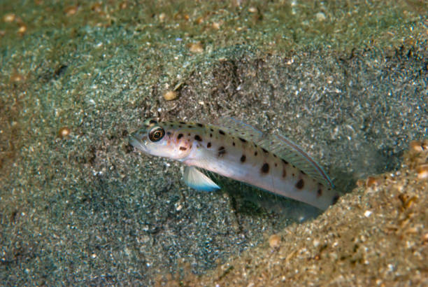 istock Twin-spotted Shrimp-goby, Vanderhorstia ambanoro 1489569130
