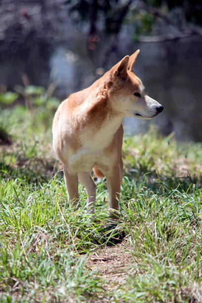 istock the golden dingo is searching for food 1489569148