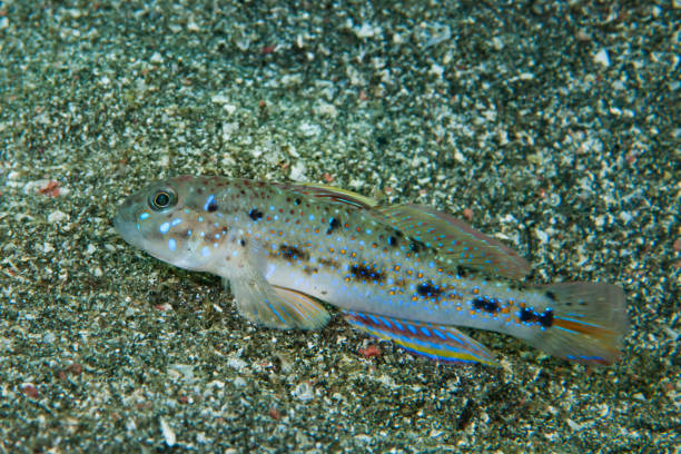 istock Pretty Lagoon-Goby Oplopomus oplopomus 1489569149