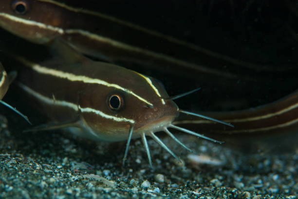 istock Striped catfish Plotosus lineatus 1489569151