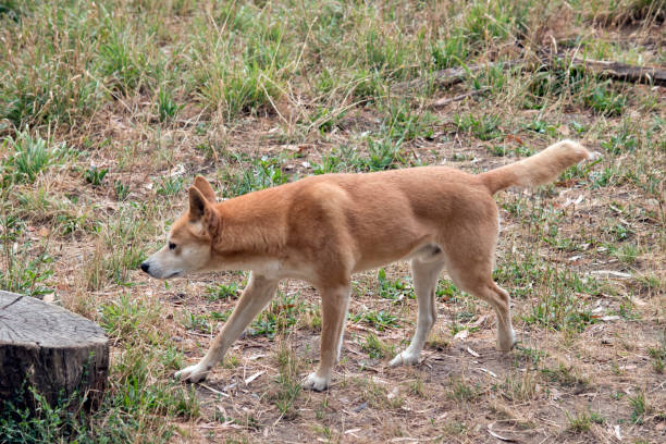 istock this is a side view of a golden dingo 1489569226