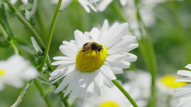 bees are gathering honey