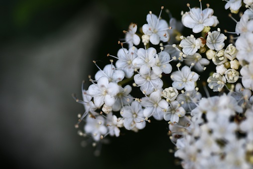Linden viburnum ( Viburnum dilatatum ) flowers. Viburnaceae deciduous shrub. Many white florets bloom on corymbs from May to June.