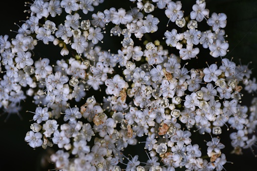 Linden viburnum ( Viburnum dilatatum ) flowers. Viburnaceae deciduous shrub. Many white florets bloom on corymbs from May to June.