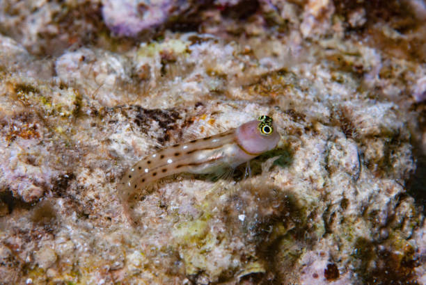 istock White-Spotted Combtooth Blenny Ecsenius trilineatus 1489570293