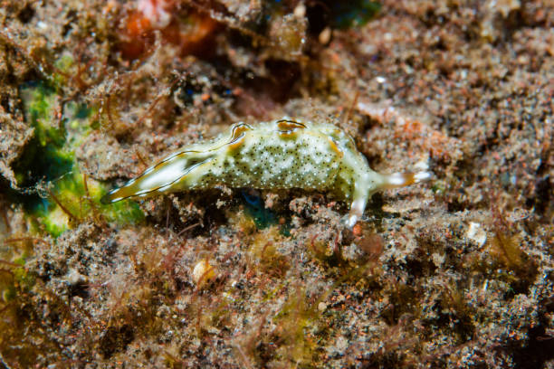 istock Elysia ornata Sea Slug 1489570329
