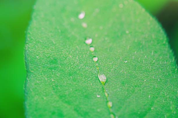 Green leaves after rain macro photo. Water drops on a leaf close-up. Natural background. stock photo