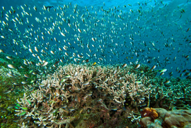 Tropical Coral Reef of Raja Ampat stock photo