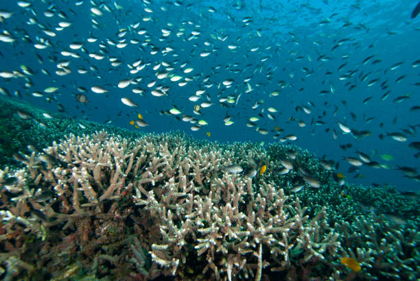 istock Tropical Coral Reef underwater landscape, Indonesia 1489570843