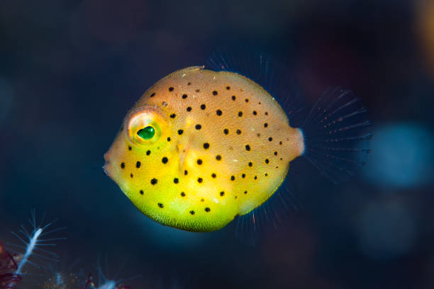 istock Yellow Boxfish Ostracion cubicus 1489570879