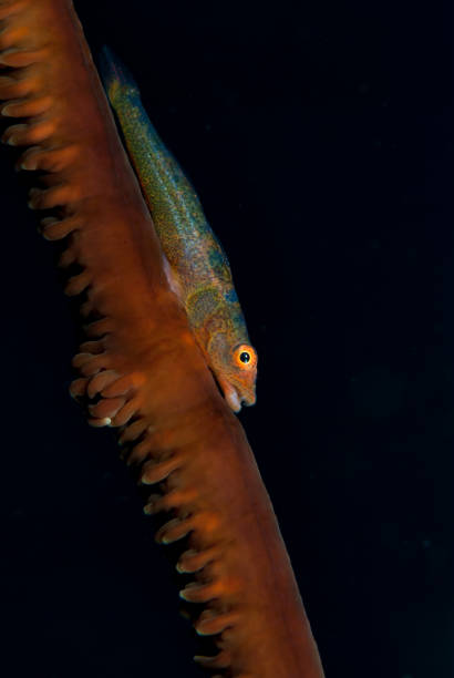 istock Wire Coral Goby Bryaninops yongei 1489570915