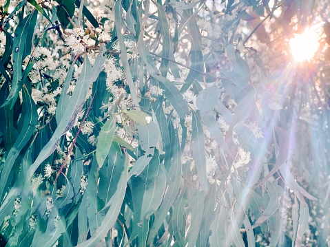 Horizontal closeup photo of early morning sunlight streaming through white blossoms and scented grey blue leaves on a native Australian Eucalyptus tree growing in the countryside near Armidale, New England high country in New South Wales.