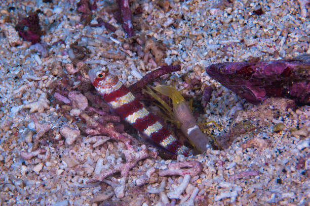 Broad-Banded Shrimp-Goby Amblyeleotris periophthalma stock photo