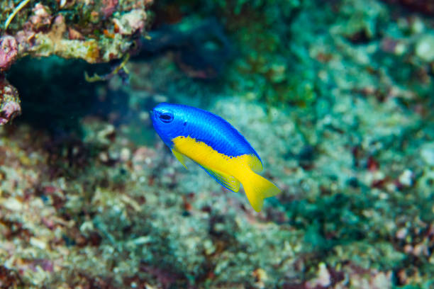 istock Yellow-Belly Damsel Pomacentrus auriventris 1489571206