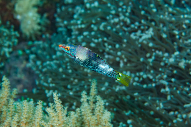 Checkerboard Wrasse Halichoeres hortulanus The checkerboard wrasse (Halichoeres hortulanus) is a small-sized fish that can reach a maximum length of 27 centimetres (11 in). Both its sex and appearance change during its life, and the colouring at each stage is rather variable based on location. The body is thin, relatively lengthened and its mouth is terminal.

At juvenile stage, this wrasse has a white silvery background color with three black and dark red vertical patches from back head, middle of the body and on the caudal peduncle. A black ocellus with a yellow ring adorns the rear of the dorsal fin, two distinctive white spots are also visible on top and bottom of the caudal peduncle.

As it matures, the checkerboard wrasse changes its coloration to a silver body with a distinctive black checkerboard pattern on the body. The dorsal fin and tail are yellow, and the face is light green with orange to pink striped markings.

The checkerboard wrasse is a predator that feeds mainly on small invertebrates such as crustaceans, molluscs, worms, echinoderms captured on the substrate or in the sand. Like many other wrasses, the checkerboard wrasse is a protogynous hermaphrodite, starting life as a female and later becoming a male, changing sex at maturity when it is about 12.8 cm (5.0 in) long.

The checkerboard wrasse is found in tropical marine waters of the Indo-Pacific, from the Red Sea, throughout South-east Asia and Micronesia, north to Japan, south to Australia and east to the Tuamoto Islands. It inhabits sand patches in lagoons, reef slopes surge channels in depths to at least 30 m. halichoeres hortulanus stock pictures, royalty-free photos & images
