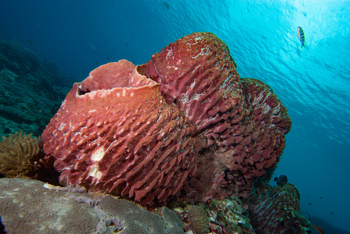 Barrel sponges (Xestospongia sp.) are a genus of marine sponges found in tropical and subtropical waters around the world. They are characterized by their large, barrel-shaped bodies, which can grow up to several meters in height. Barrel sponges are filter feeders, meaning they obtain nutrients by filtering plankton and other small organisms from the water. They are an important part of the marine ecosystem, as they help to improve water quality and provide a habitat for other marine life.

Barrel sponges are found in a variety of habitats, including coral reefs, seagrass beds, and rocky shores. They are most common in shallow water, but some species can be found in depths of up to 100 meters. Barrel sponges are typically attached to the substrate, but some species can be free-living.

The color of barrel sponges can vary depending on the species, but they are most commonly brown, gray, or green. The surface of the sponge is often rough and bumpy, and it may be covered in small spicules, which are tiny, needle-like structures that help to support the sponge's body.

Barrel sponges are an important part of the marine ecosystem. They help to improve water quality by filtering plankton and other small organisms from the water. They also provide a habitat for other marine life, such as fish, shrimp, and crabs. Barrel sponges are also a source of food for some marine animals, such as sea turtles and sea urchins.

Barrel sponges are a relatively slow-growing species, and they can live for hundreds of years. However, they are vulnerable to a number of threats, including pollution, climate change, and overfishing. As a result, some species of barrel sponges are now considered to be endangered.