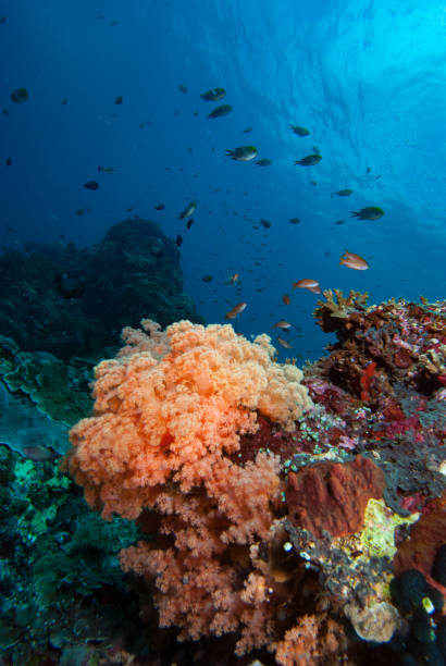 Coral Reef Underwater Landscape stock photo
